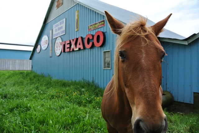 The unofficial greeter at Granny and Grumpa's Antiques and my new best friend.